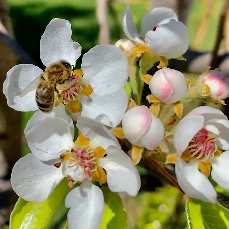 Aggelos And Thisbe Chania Suburbs Sea View Holiday home Chania (Crete)