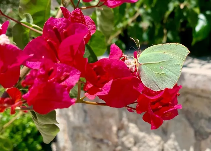 Aggelos And Thisbe Chania Suburbs Sea View Holiday home