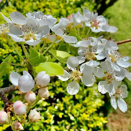 Aggelos And Thisbe Chania Suburbs Sea View Casa vacanze La Canea