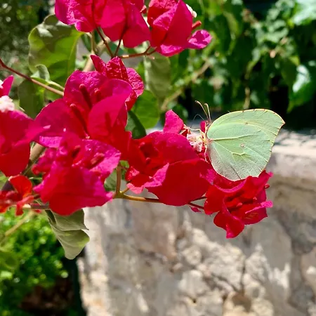 Aggelos And Thisbe Chania Suburbs Sea View Casa vacanze